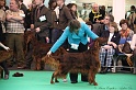 Crufts2011 733